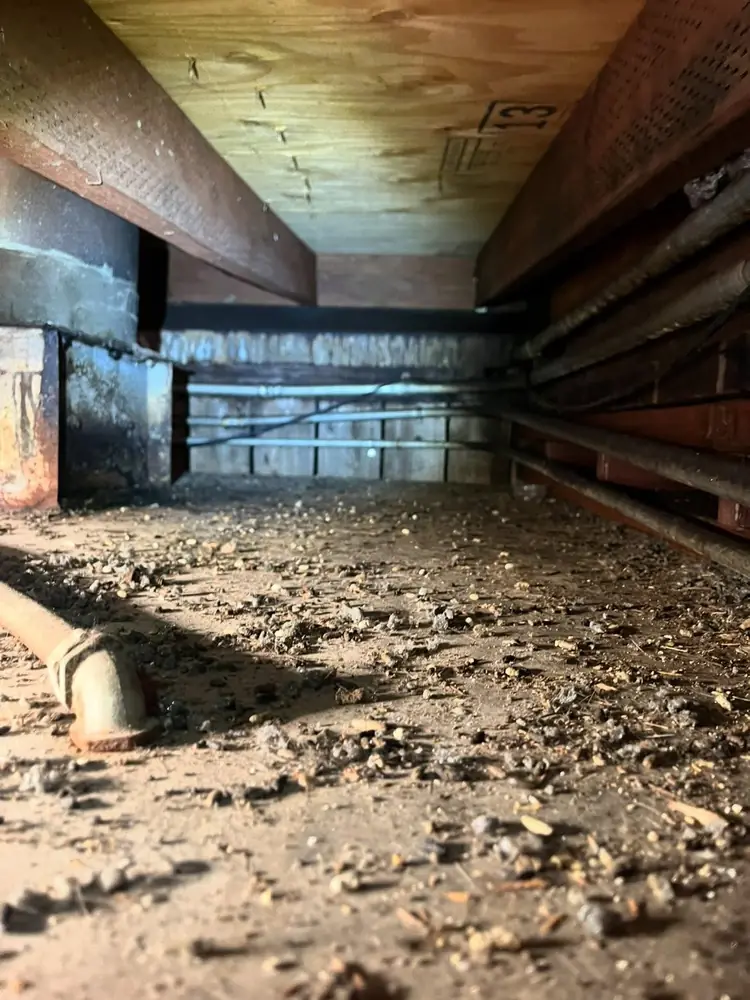 Hayes Valley crawl space showing rodent activity — hidden gaps in older San Francisco homes