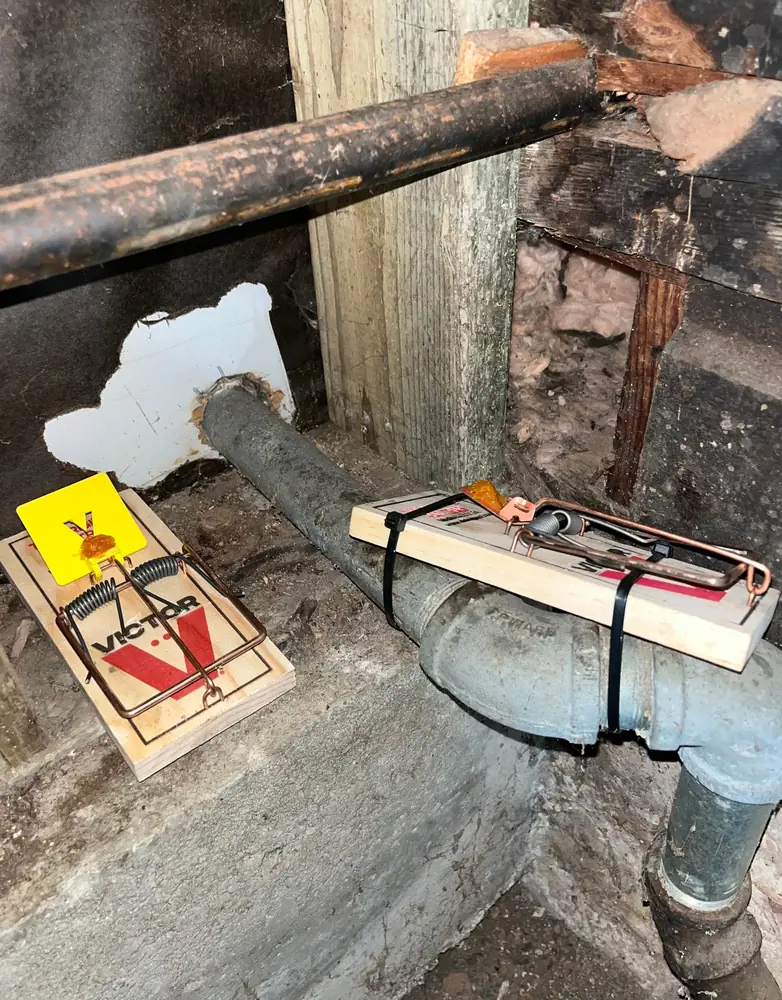 Professional snap traps placed along conduit and pipe penetrations — real OHH RATS! setup in a Hayes Valley property